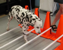 Кавалетти - система тренировки для собак